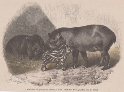 kol. Holzstich - Tapirfamilie im Zoologischen Garten zu Köln