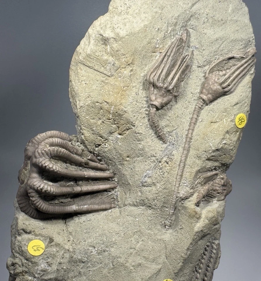 Detailed Crinoid Fossil Mortality Plate Crawfordsville Indiana Agaricocrinus - Image 4 of 4