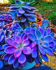 Blue Succulents Witchford Lithops Seeds, Cactus Seeds, 100pcs/pack
