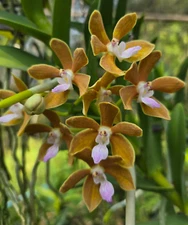 Trichoglottis philippinensis var. brachiata x Vanda tessellata