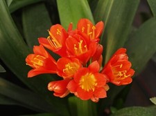 Clivia Miniata Terracotta  Treasure  1Litre POT.. Flowers open with some yellow