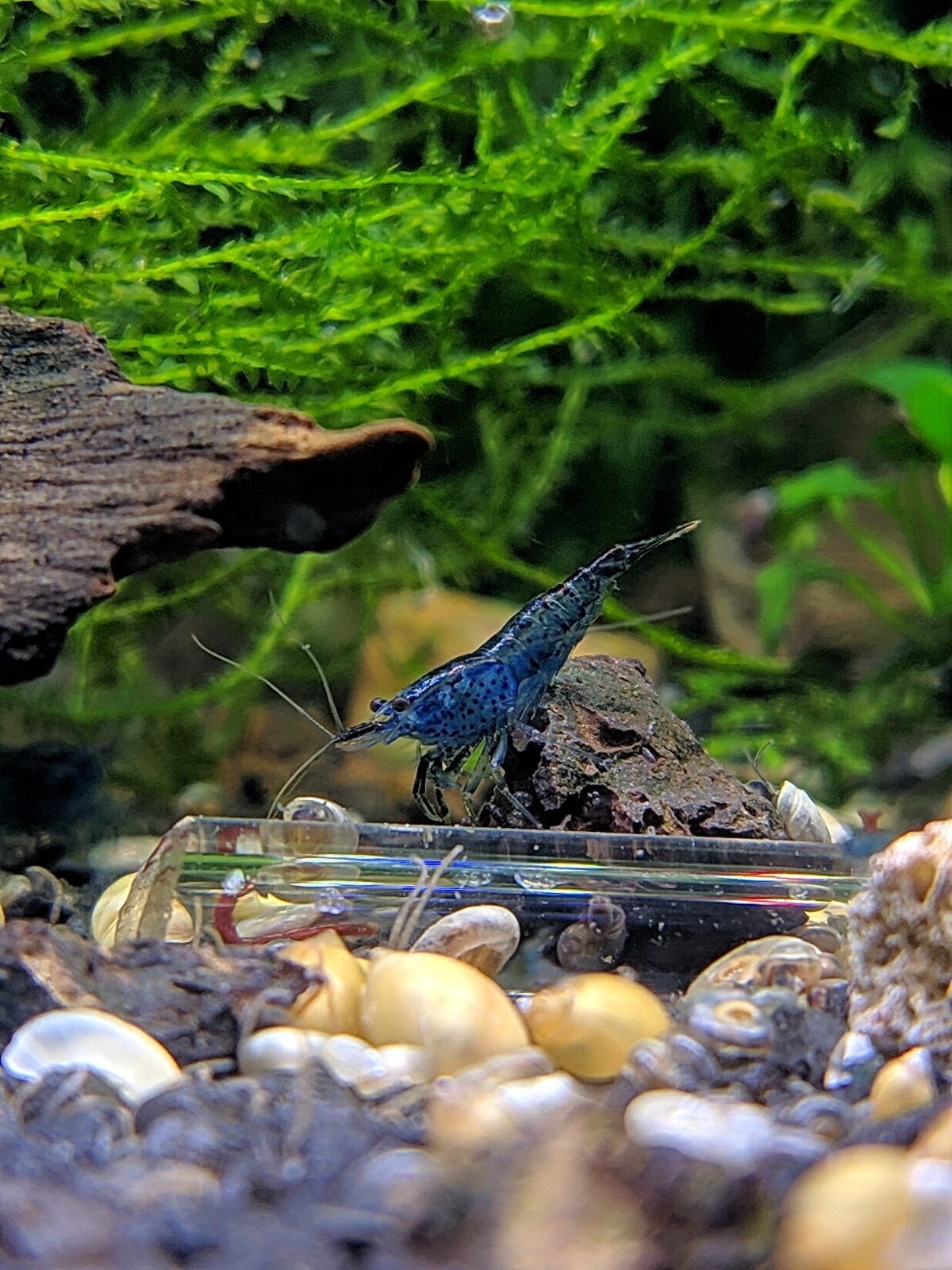 Set 10x Caridina Blue Dream: Eleganza Blu Cobalto per Nano Acquari