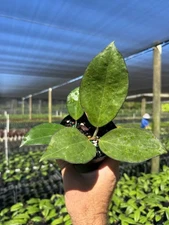 Hoya Icensis | Wax Vine Plant | Live Indoor & Outdoor Tropical plant in 4" Pot