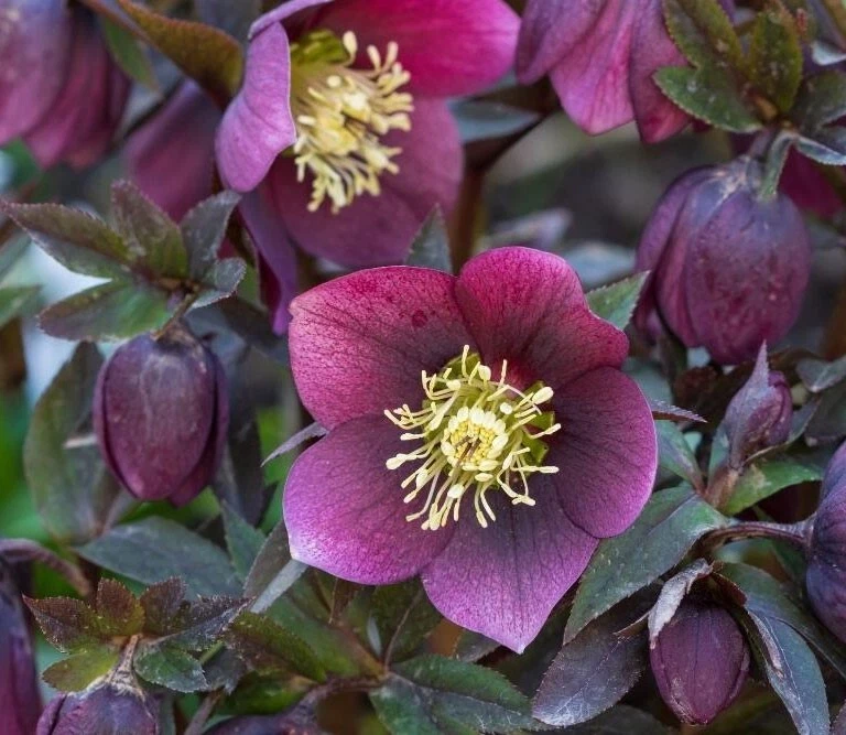 Helleborus purpurascens | Purple Hellebore | Rosa de Navidad | 5_Semillas Foto 2 de 4