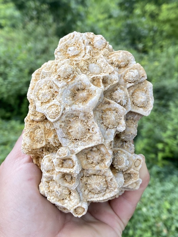Hexagonal Coral "Lithostrotionella" Pickett County, Tn.