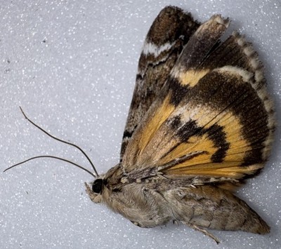 JS13 - Catacola minuta - Little  Underwing Moth 2 - Chip In Forewing