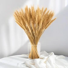 100 Stems Dried Wheat Stalks Natural Bunch Flowers for Home Wedding Decor