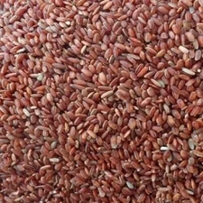 Wild Red Rice GMO free Premium Quality