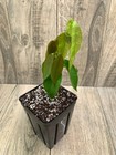 Plinia renatiana - ULTRA RARE — photo 5