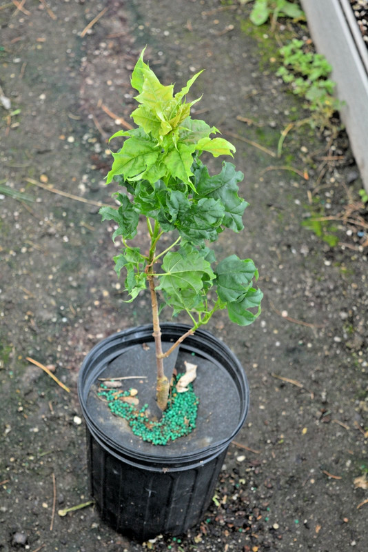 Acer platanoides 'Beskid' SUPER RARE Columnar Norway Maple READ DESCRIPTION