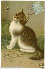 Chat.cat.chaton.jeux.insecte.game.insect.kitten