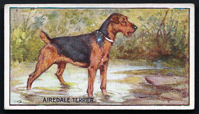 MURRAY - HUNDETYPEN - #14 AIREDALE TERRIER