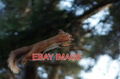 FOTO FLIEGENDES EICHHÖRNCHEN GESEHEN IM WALD WIE ESKDALE. ROTE EICHHÖRNCHEN KÖNNEN SPRINGEN DISTAN