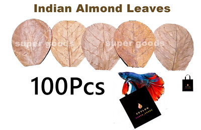 100PCS Indian Almond Leaves 5''  A+ Catappa Ketapang for Fish, Shrimp, Aquarium