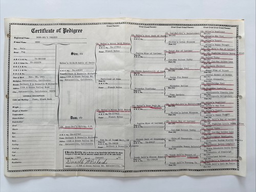 1971 PUG DOG Certificate Of Pedigree purebred American Kennel Club Champion