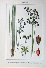 Original Old Antique Print Flowers Sturms 1906 Juncus Obtusiflorus Knotenbinse