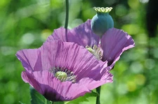 1000 SEEDS - LAVENDER POPPY flower rare color GroCo -  BUY ANY 15= FREE SHIPPING