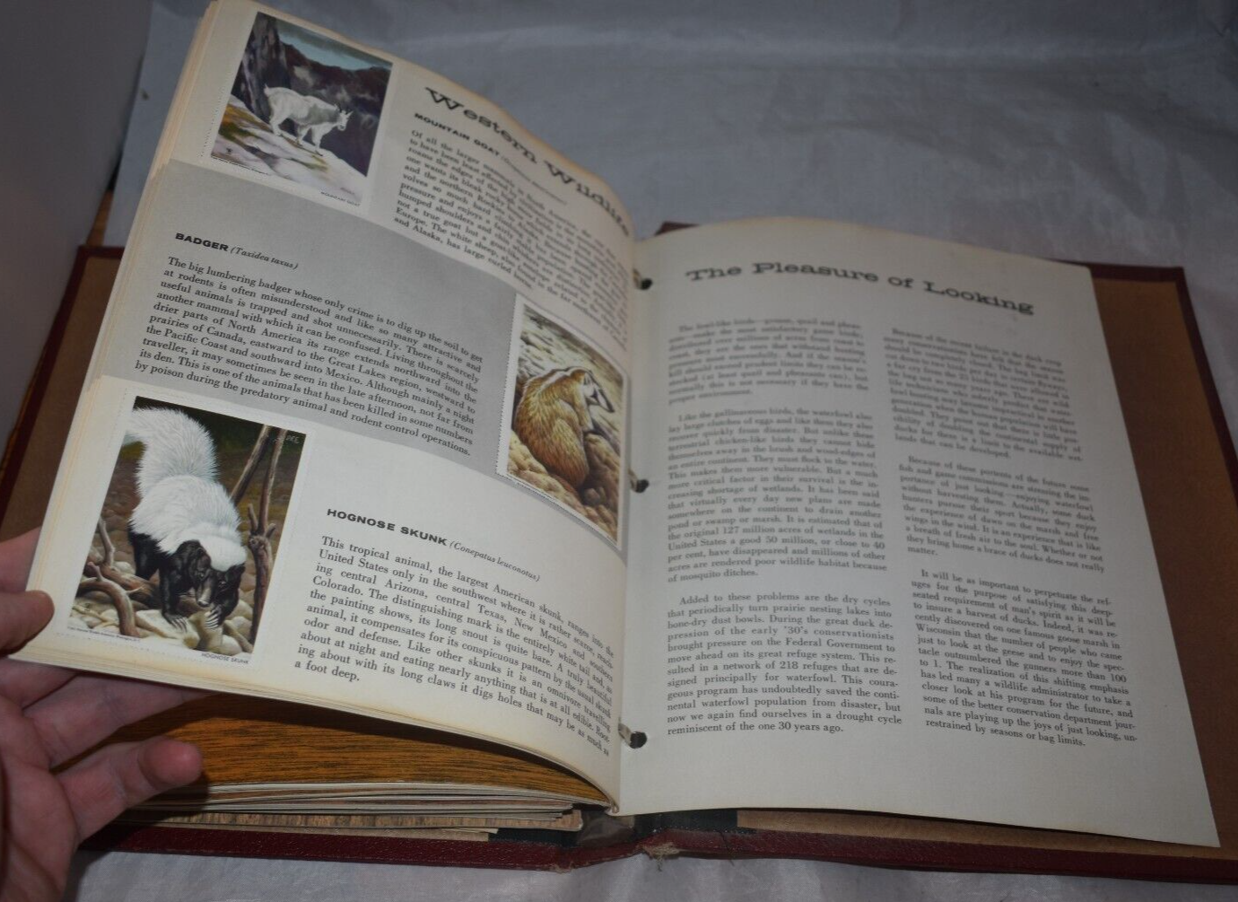 Wildlife Stamp Album National Wildlife Federation 19541963 Rare Red Binder eBay