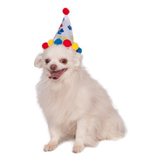 Pet Birthday Hat Large 