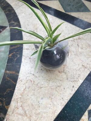 10Pcs Visible Plant Flower Root Graft Balls Clear High Pressure Propagation Box - Foto 7