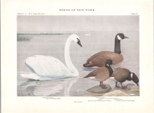 Original 1909 Color Bird Print - WHISTLING SWAN - Louis Agassiz Fuertes - Picture 2 of 2