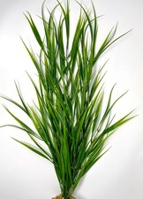 24" Large THICK mixed 6-stem WILD GRASS Soft Plastic Plant, Stone Base, Lower Fo