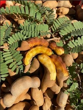 Sweet Tamarind Fruit Tree. Healthy Live Sweet  Tamarind Plant (Pack Of 3)