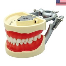 USA Kilgore Nissin 200 Dental Typodont Model 32pcs Removable Teeth Mounting Pole
