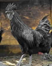 10+ Ayam Cemani Hatching Eggs | Fast Free Shipping | TN NPIP CERTIFIED