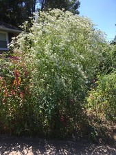 200+ Boneset seeds - Eupatorium perfoliatum, organically grown, harvested 09/24