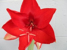 1 Amaryllis off set bulb from Amigo Hippeastrum Plant .