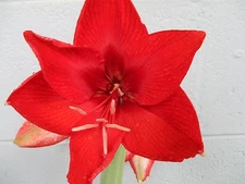 1  Amaryllis off set bulb from Amigo Hippeastrum Plant . 