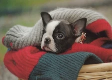 DOG Animals Vintage Postcard CPSM #PAN719.U