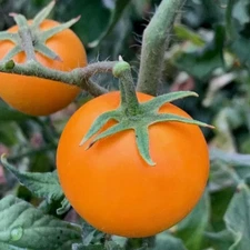 120+ Orange Cherry Tomato Seeds - Heirloom - NON GMO - Organic ------------ RARE