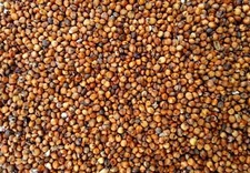 Red Milo Sorghum Seed - Late Maturing Wildlife & Cereal Grain Seeds 2 pounds