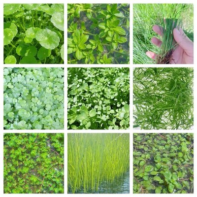 Combo  (9 Species Live Aquarium Plants ) Buy 2 Get 1 Free Easy For Beginner