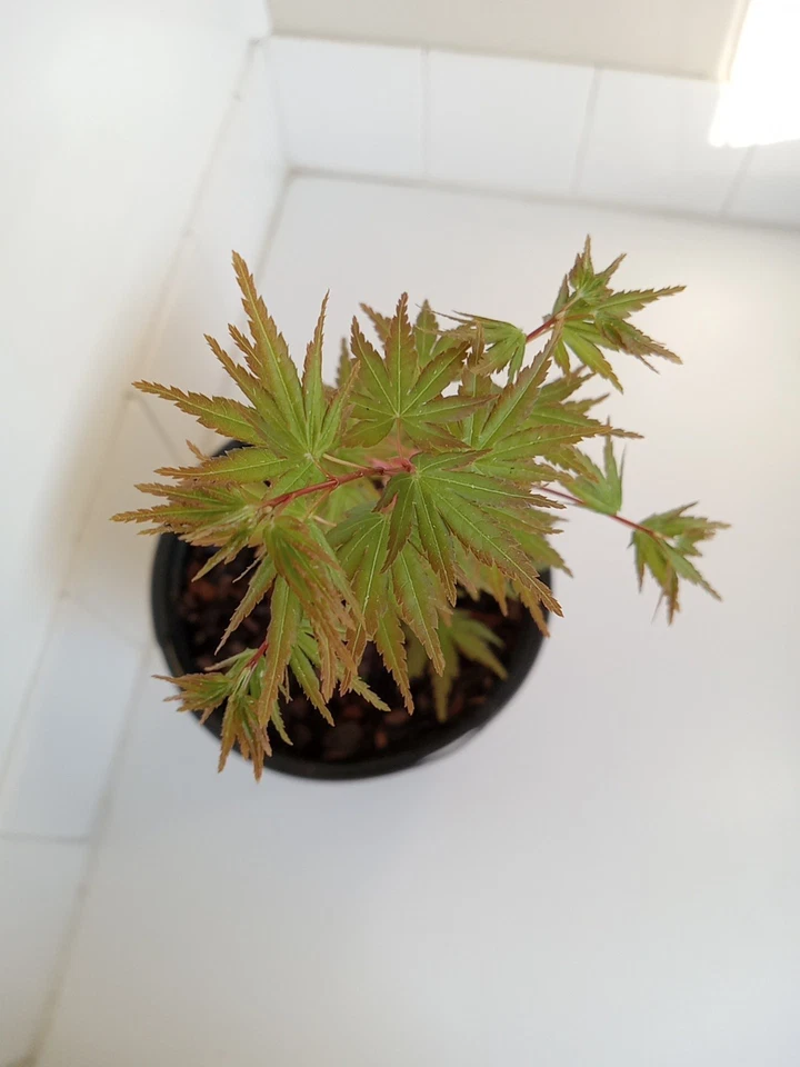 Green Leaf Japanese Maple Tree, 1 Gallon Pot - Image 3 of 3