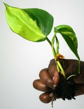 Philodendron scandens 'Brasil' - Sweetheart Plant - One Rooted Stem Cutting