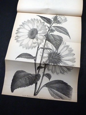Railway embankments, Begonias &c ROYAL HORTICULTURAL SOCIETY JOURNAL Vol XV 1893