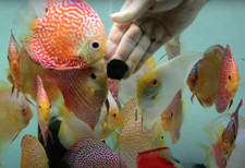 Microalgae Freeze Dried Tubifex Worm Cubes Tropical Aquarium Fish Food