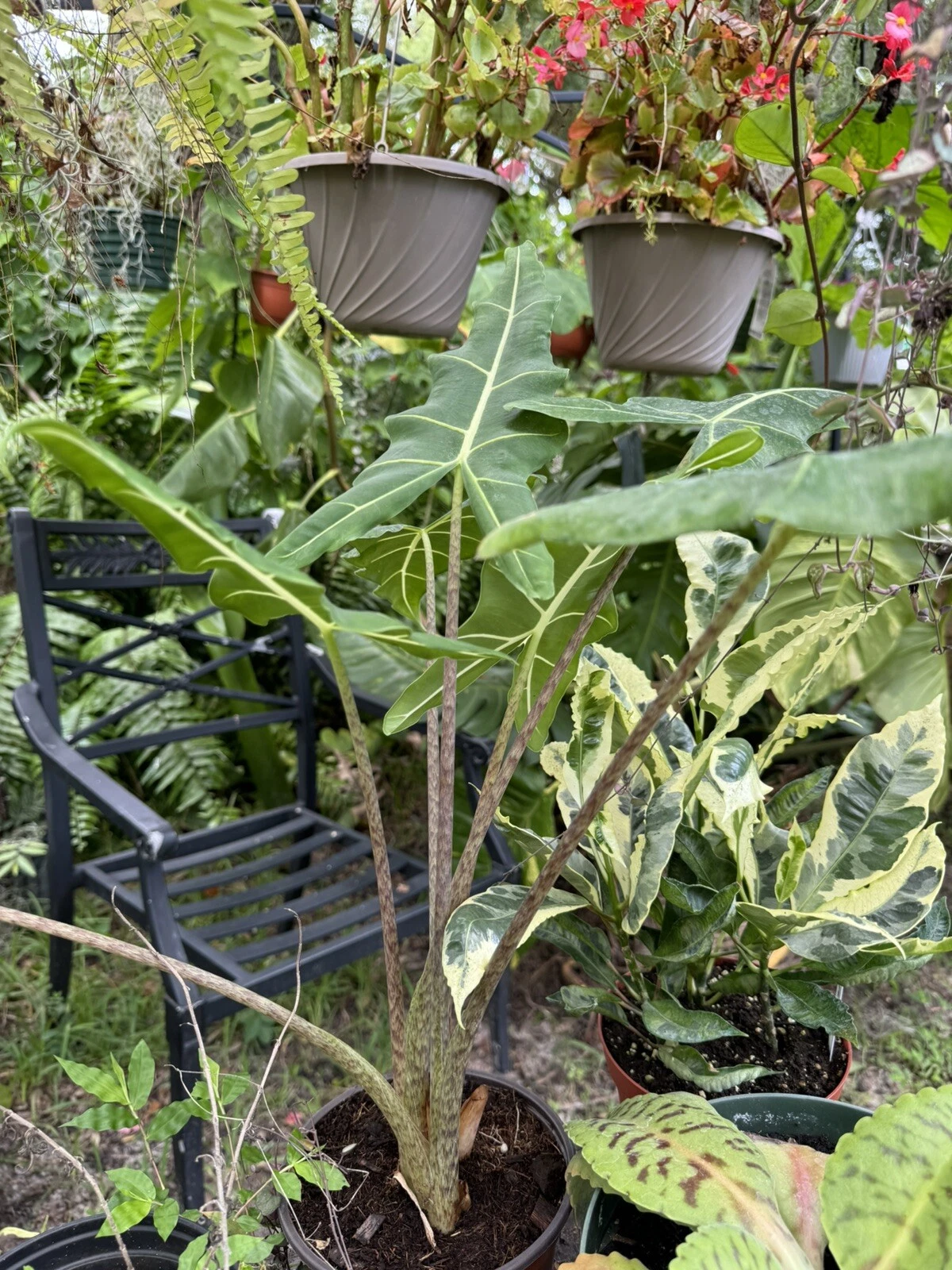 Alocasia Sarian