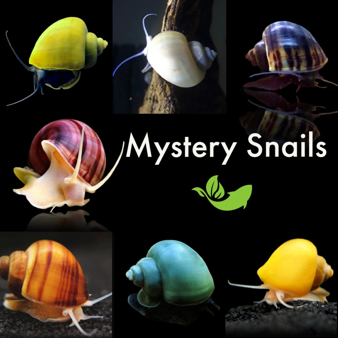 Snails for store aquarium