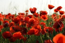 50 Graines Coquelicot Sauvage, Pavot Rouge, Coquelicot des Champs