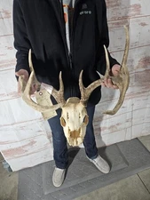 Wild 10 Point Whitetail Deer Antler Rack Horn Skull European Mount Man Cave 116"