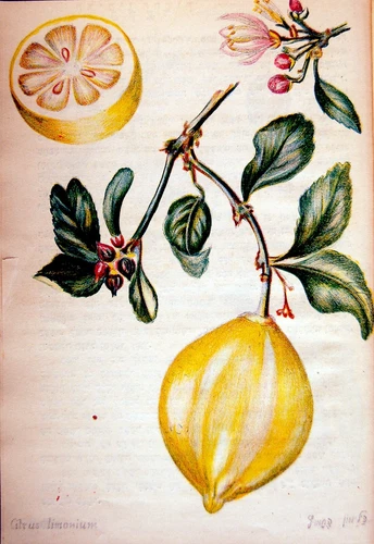 1940 Palestine ISRAEL FRUITS Hebrew LITHOGRAPHS Judaica BOTANY Jewish RARE BOOK