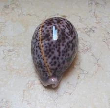 F Cypraea pantherina red sea shell super natural glossy stunning 92.3mm F+++