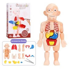 3D Human Body Organ Structure Anatomy Scientific Model Kit Education Toy for Kid