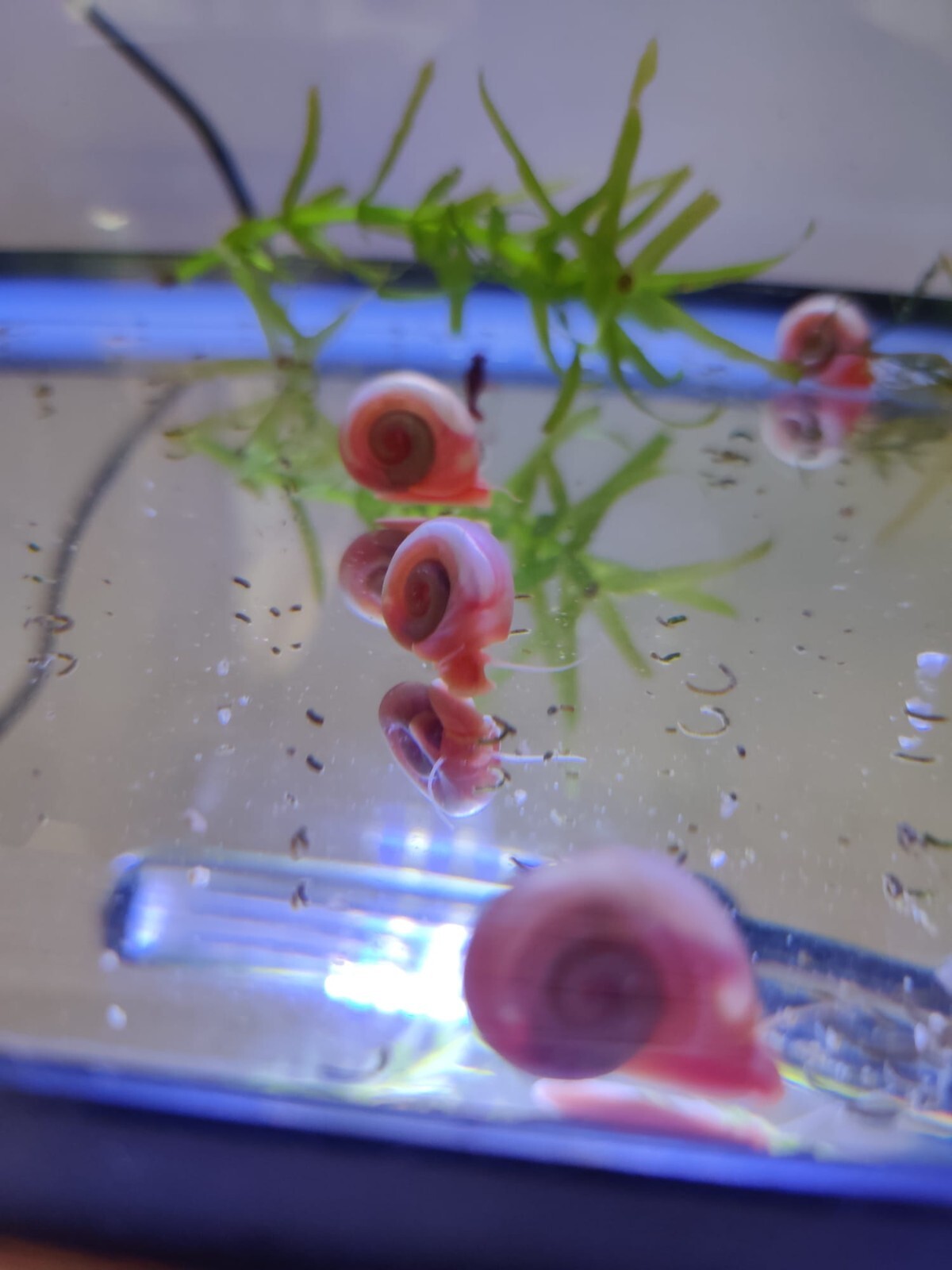 10x Rare Pink Ramshorn Snails Tank Algae Cleaner Snail Aquarium Fish eBay