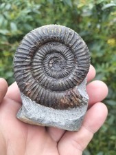 LARGE DACTYLIOCERAS sp AMMONITE WHITBY YORKSHIRE UK DINOSAUR FOSSILs