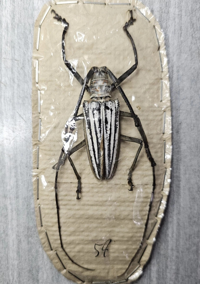 Batocera for sale | eBay